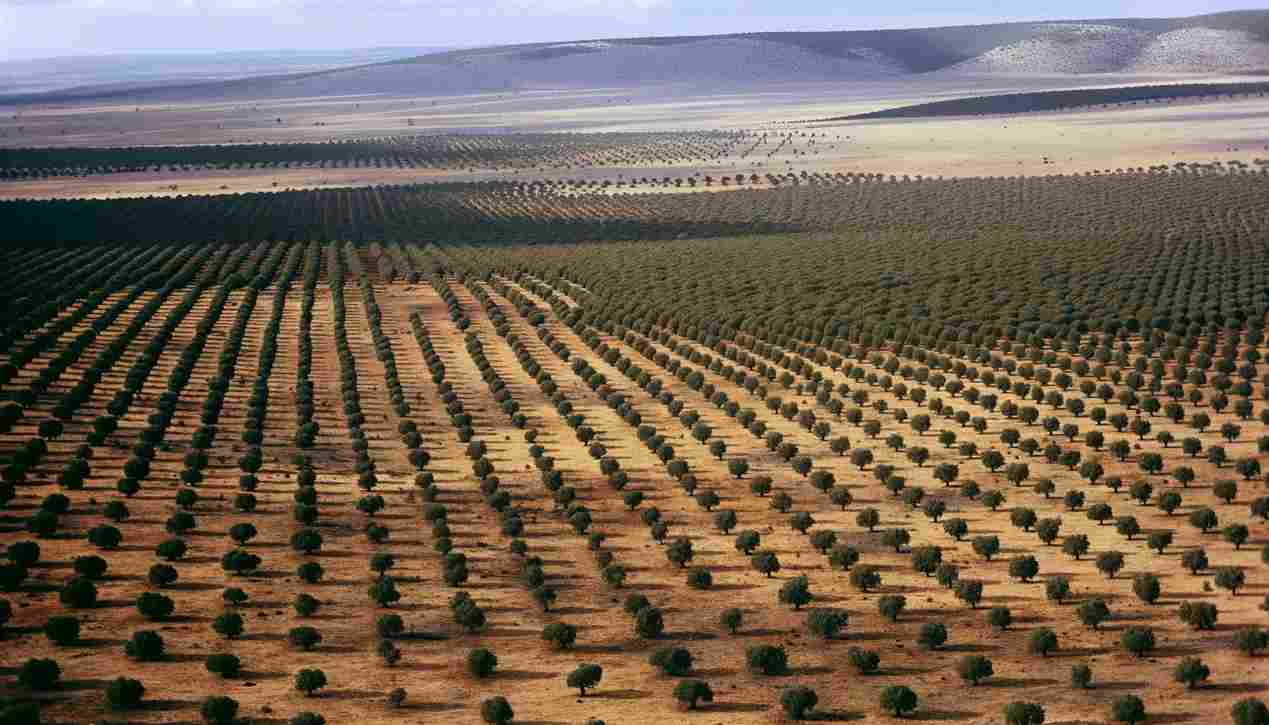 Уникальному Кедровому саду Алтая нужна срочная помощь