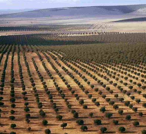 Уникальному Кедровому саду Алтая нужна срочная помощь